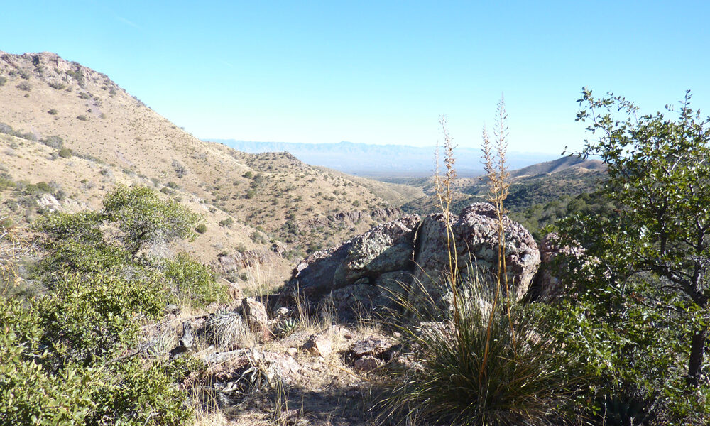 Oracle Trail