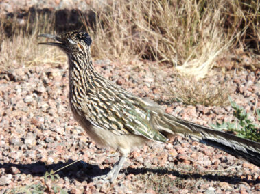 Roadrunner